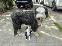 Waylon , a female Sheepadoodle for sale in Hebron, MD – Photo 4 of 5