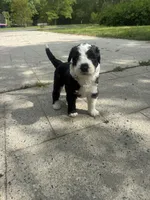 Waylon , a female Sheepadoodle for sale in Hebron, MD – Photo 3 of 5
