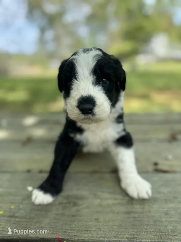 Waylon , a female Sheepadoodle for sale in Hebron, MD – Photo 1 of 5