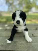 Waylon , a female Sheepadoodle for sale in Hebron, MD – Photo 1 of 5