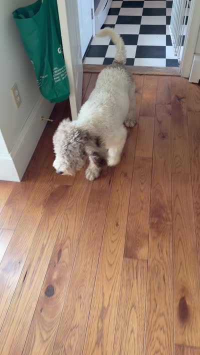 Mary , a female Poodle - Standard  for sale in Hebron, MD – 4 of 4
