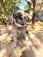 Lida Blu , a female Poodle - Standard  for sale in Hebron, MD – 2 of 6