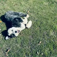 Zara, a female Old English Sheepdog for sale in Hebron, MD – Photo 4 of 9