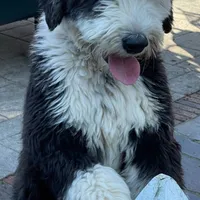 Zara, a female Old English Sheepdog for sale in Hebron, MD – Photo 5 of 9