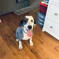 Zara, a female Old English Sheepdog for sale in Hebron, MD – Photo 1 of 9
