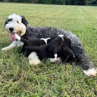Zara, a female Old English Sheepdog for sale in Hebron, MD – Photo 3 of 9