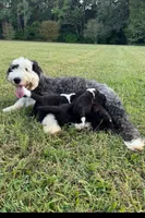 processed/a28a3f8c-6f41-408e-8324-4cd8f7e403ef/listing/2753ccb4-385d-4cb8-84b5-20d10ae8329e/360badcc-e5e2-4409-bbc4-dce6fd0d162d