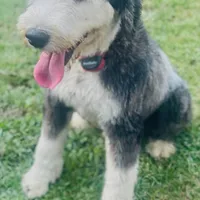 Zara, a female Old English Sheepdog for sale in Hebron, MD – Photo 2 of 9