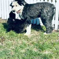 Zara, a female Old English Sheepdog for sale in Hebron, MD – Photo 8 of 9