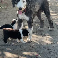 Zara, a female Old English Sheepdog for sale in Hebron, MD – Photo 6 of 9