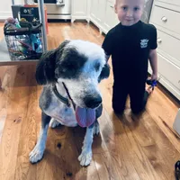 Zara, a female Old English Sheepdog for sale in Hebron, MD – Photo 9 of 9