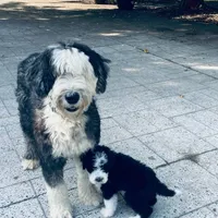 Zara, a female Old English Sheepdog for sale in Hebron, MD – Photo 7 of 9