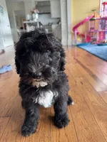 Harper , a female Sheepadoodle for sale in Hebron, MD – 1 of 5