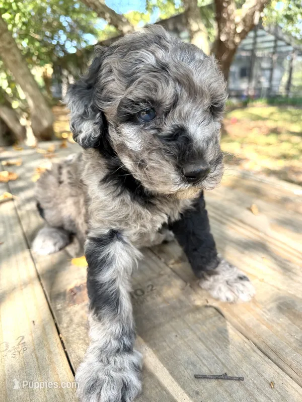 Tiggi Blu  – Poodle - Standard  puppy for sale in Hebron, MD