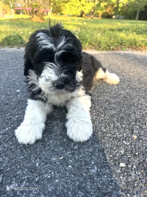 Charli  – Sheepadoodle puppy for sale in Hebron, MD