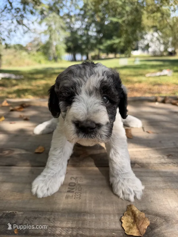 Frannie  – Poodle - Standard  puppy for sale in Hebron, MD
