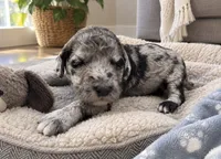 Poppy, a female Poodle - Standard  for sale in Hebron, MD – 1 of 2