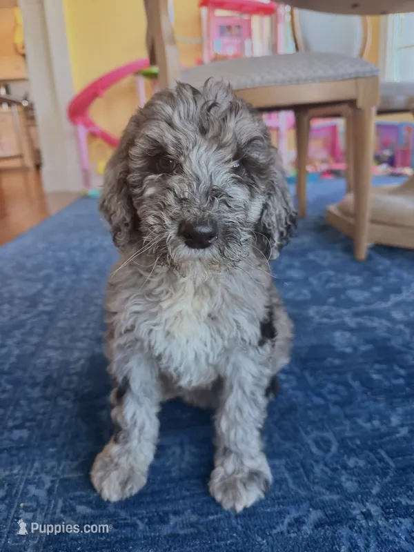 Poppy – Poodle - Standard  puppy for sale in Hebron, MD