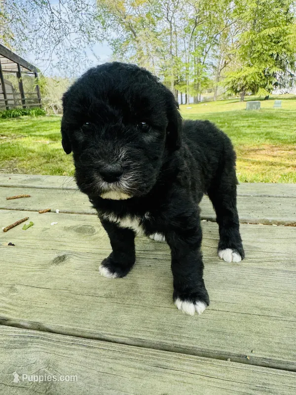 Harper  – Sheepadoodle puppy for sale in Hebron, MD