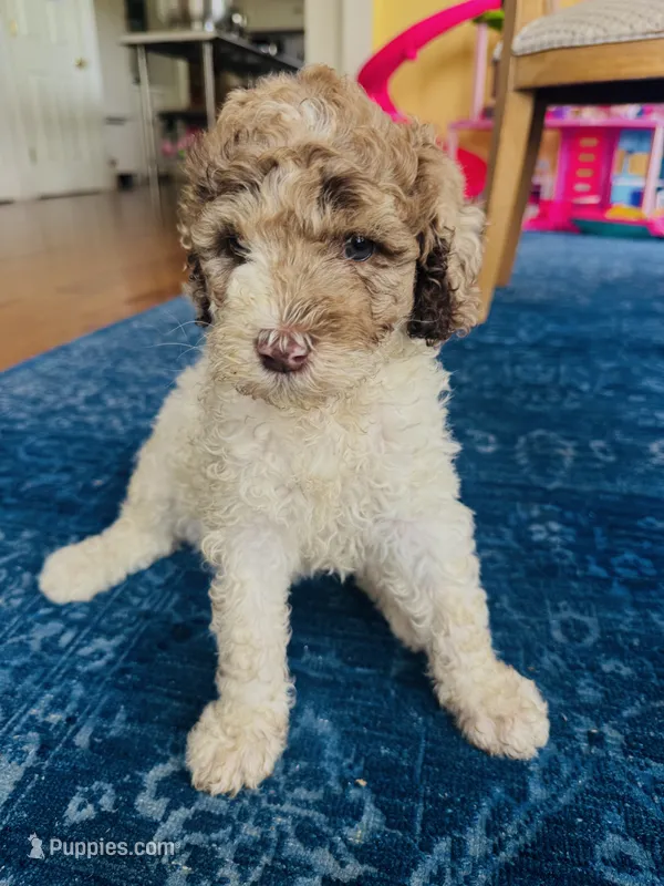 Fiona  – Poodle - Standard  puppy for sale in Hebron, MD