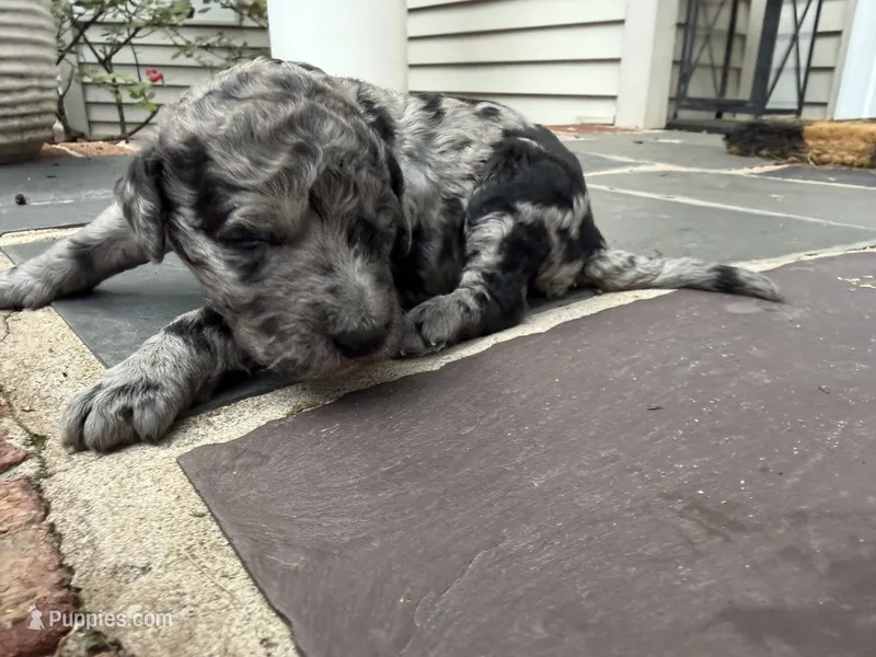 Madden – Poodle - Standard  puppy for sale in Hebron, MD