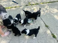 Harper , a female Sheepadoodle for sale in Hebron, MD – 5 of 5