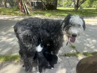 Harper , a female Sheepadoodle for sale in Hebron, MD – 4 of 5