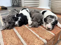 Madden, a male Poodle - Standard  for sale in Hebron, MD – 2 of 2
