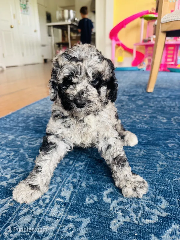 Weston  – Poodle - Standard  puppy for sale in Hebron, MD
