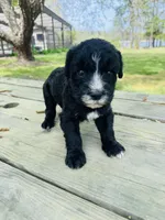 Jojo, a female Sheepadoodle for sale in Hebron, MD – Photo 3 of 3
