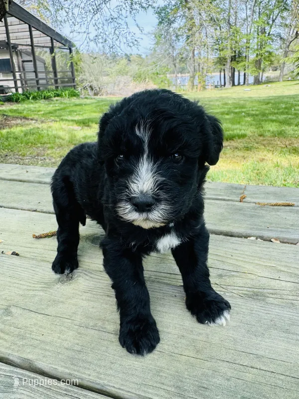 Jojo – Sheepadoodle puppy for sale in Hebron, MD