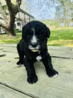 Jojo, a female Sheepadoodle for sale in Hebron, MD – Photo 2 of 3