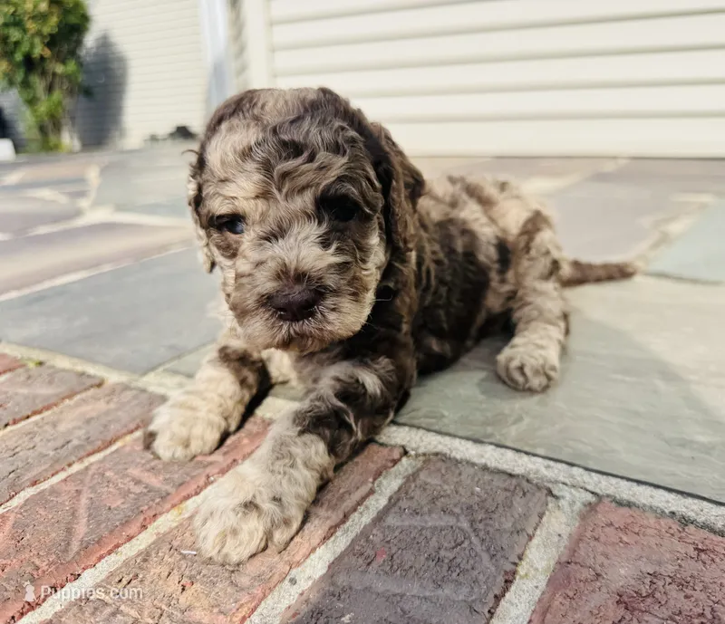 Annie  – Poodle - Multi-Colored Standard puppy for sale in Hebron, MD