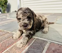 Annie , a female Poodle - Multi-Colored Standard for sale in Hebron, MD – 1 of 2