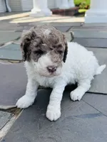 Fiona , a female Poodle - Standard  for sale in Hebron, MD – 2 of 2