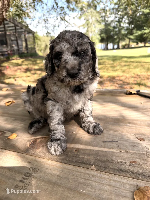 Poppy – Poodle - Standard  puppy for sale in Hebron, MD