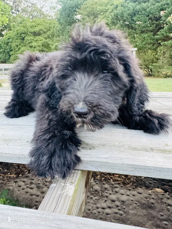Harper  – Sheepadoodle puppy for sale in Hebron, MD