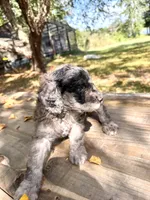 Lida Blu , a female Poodle - Standard  for sale in Hebron, MD – 4 of 6