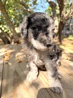 Lida Blu , a female Poodle - Standard  for sale in Hebron, MD – 1 of 6