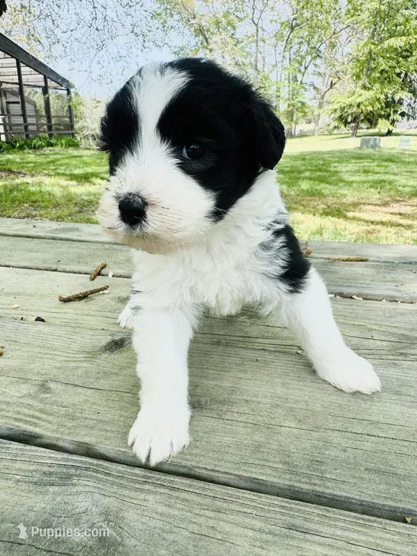 Ava  – Sheepadoodle puppy for sale in Hebron, MD