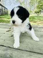 Ava , a female Sheepadoodle for sale in Hebron, MD – Photo 1 of 2