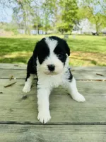 Ava , a female Sheepadoodle for sale in Hebron, MD – Photo 2 of 2