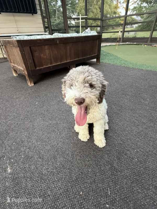 Mary  – Poodle - Standard  puppy for sale in Hebron, MD