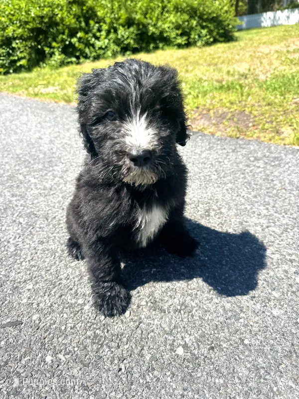 Jojo – Sheepadoodle puppy for sale in Hebron, MD