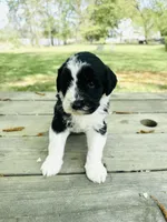 Charli , a female Sheepadoodle for sale in Hebron, MD – Photo 2 of 2