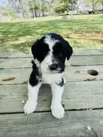Charli , a female Sheepadoodle for sale in Hebron, MD – Photo 1 of 2