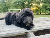 Blaine , a male Sheepadoodle for sale in Hebron, MD – 3 of 3
