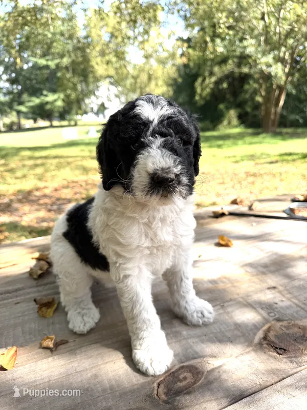 Prim – Poodle - Standard  puppy for sale in Hebron, MD