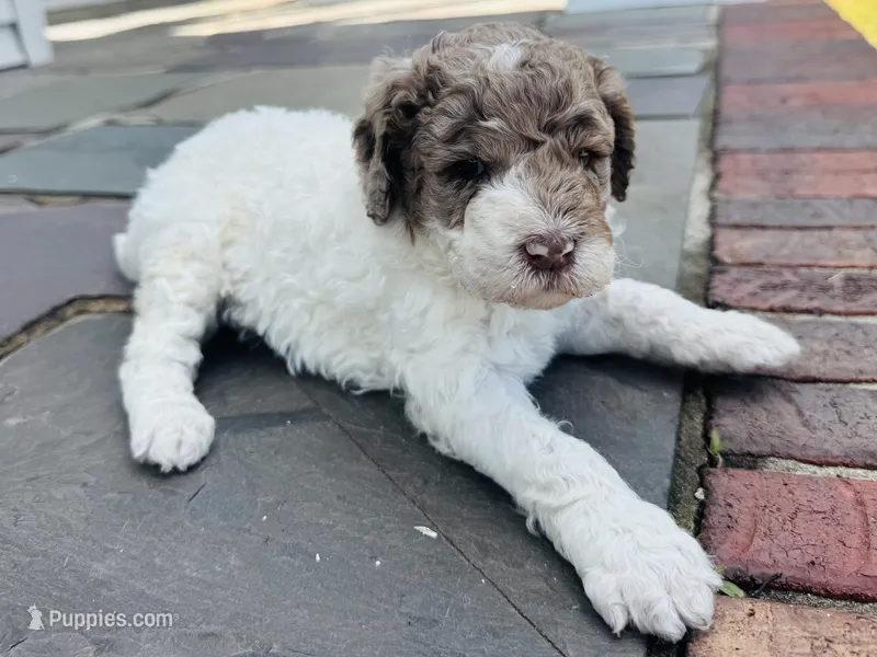 Fiona  – Poodle - Standard  puppy for sale in Hebron, MD