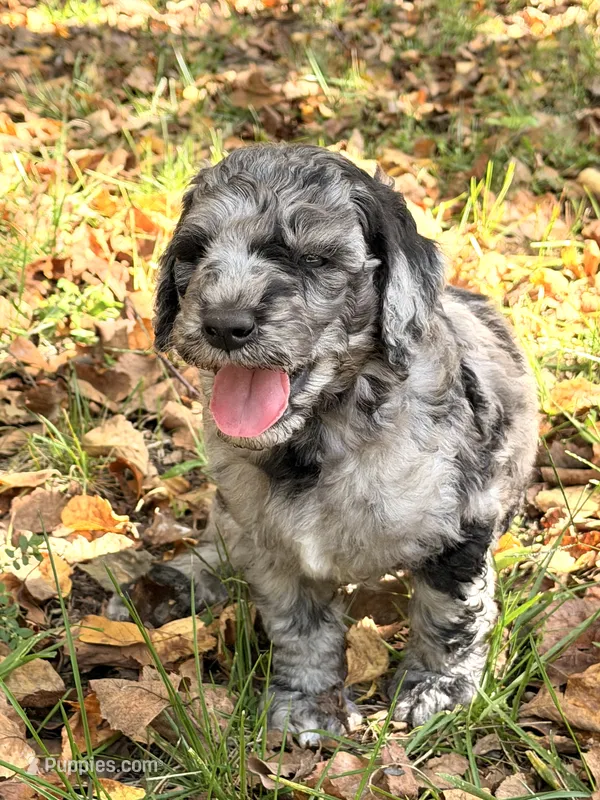 Madden – Poodle - Standard  puppy for sale in Hebron, MD